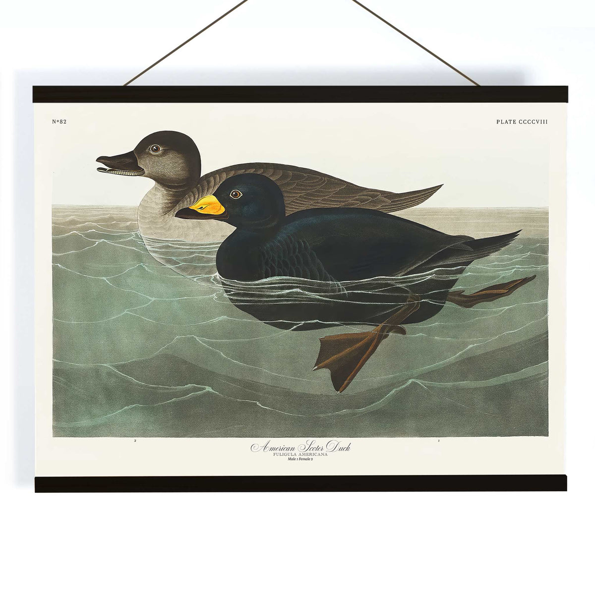 Canard garrot d'Amérique Canvas Print