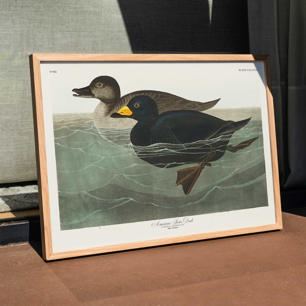 Canard garrot d'Amérique Canvas Print