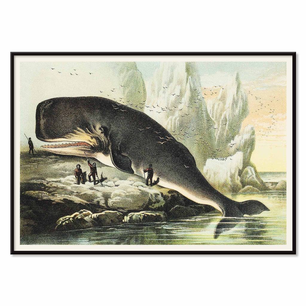 Cachalot Canvas Print
