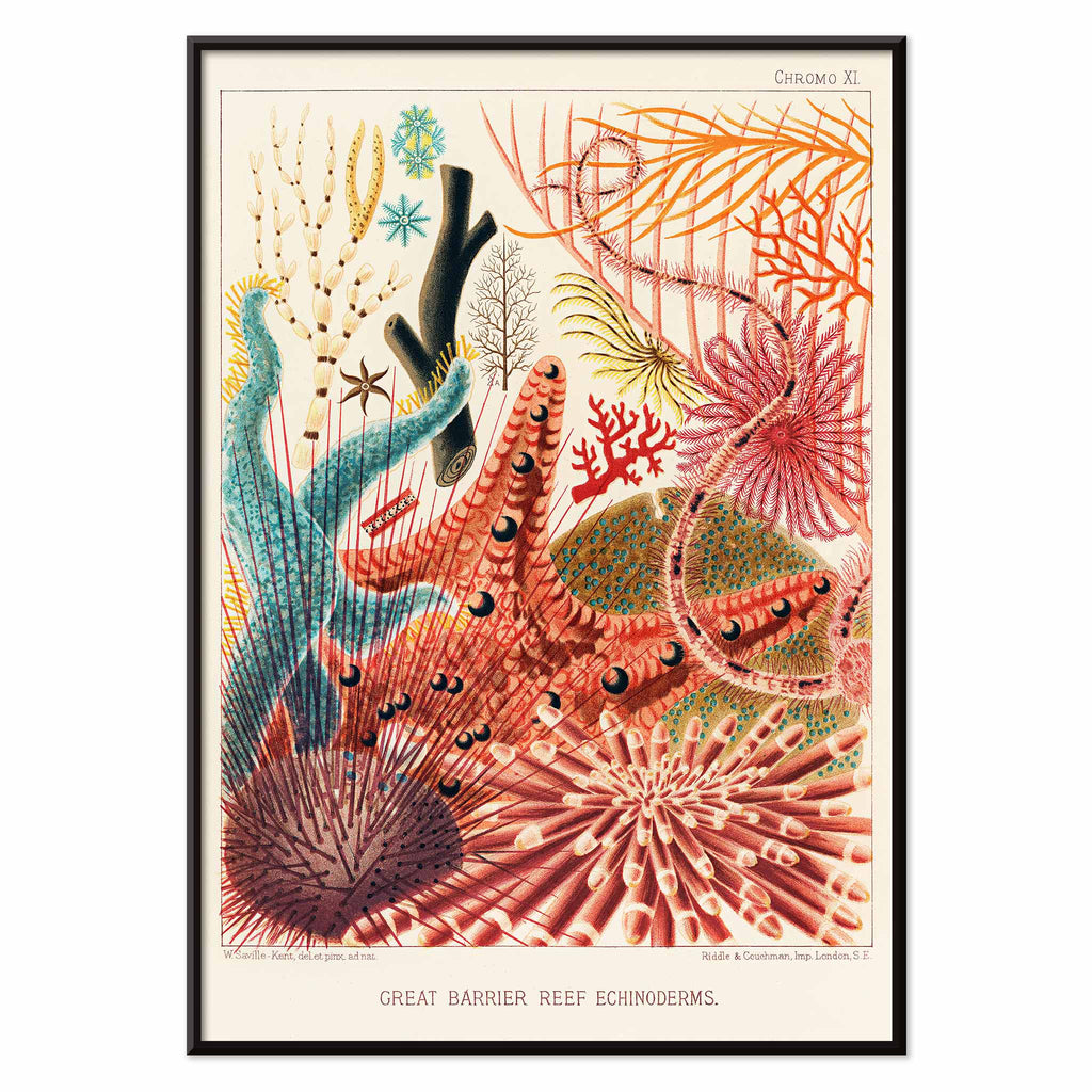 Échinodermes de la Grande Barrière de Corail Canvas Print