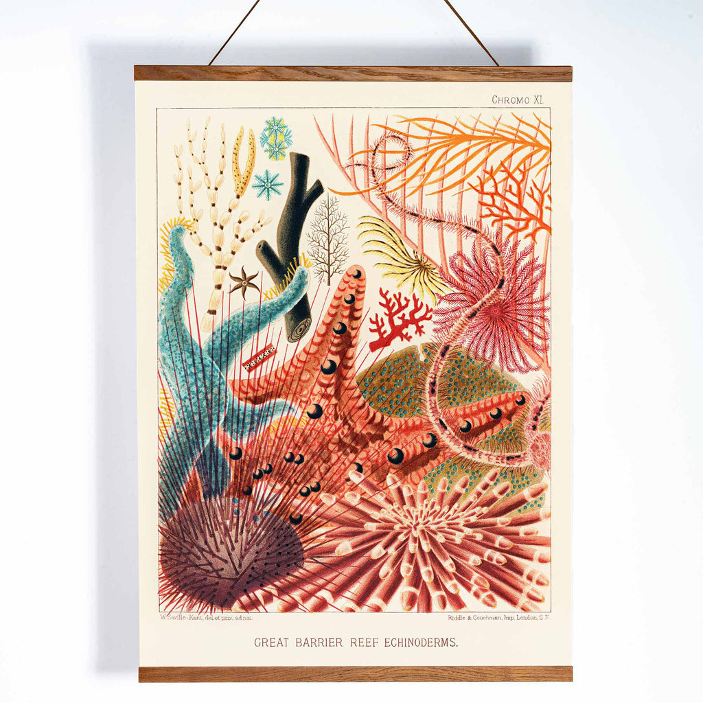 Échinodermes de la Grande Barrière de Corail Canvas Print