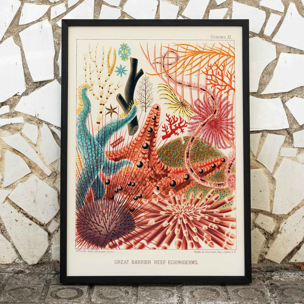 Échinodermes de la Grande Barrière de Corail Canvas Print