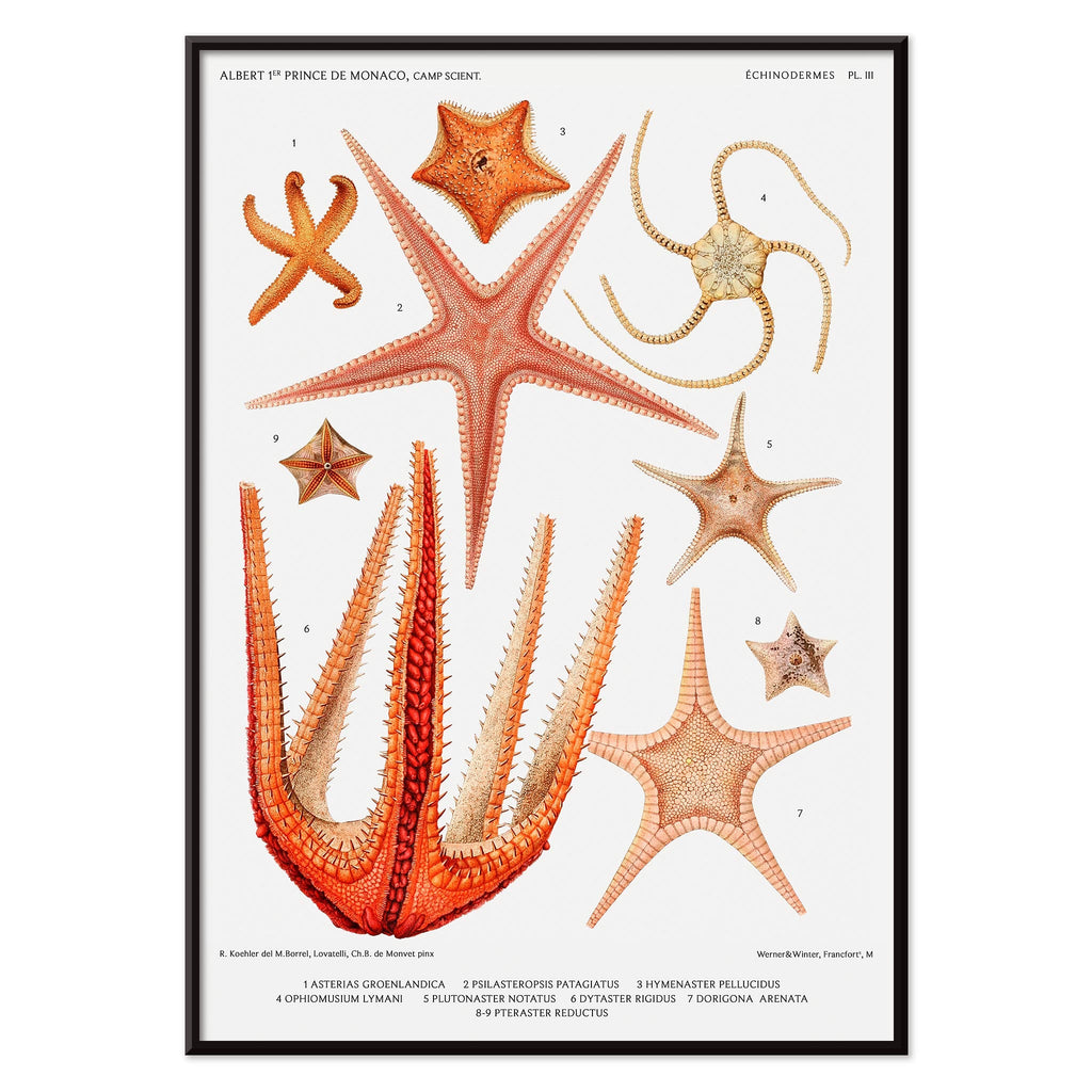 Variétés d'étoiles de mer 3 Canvas Print