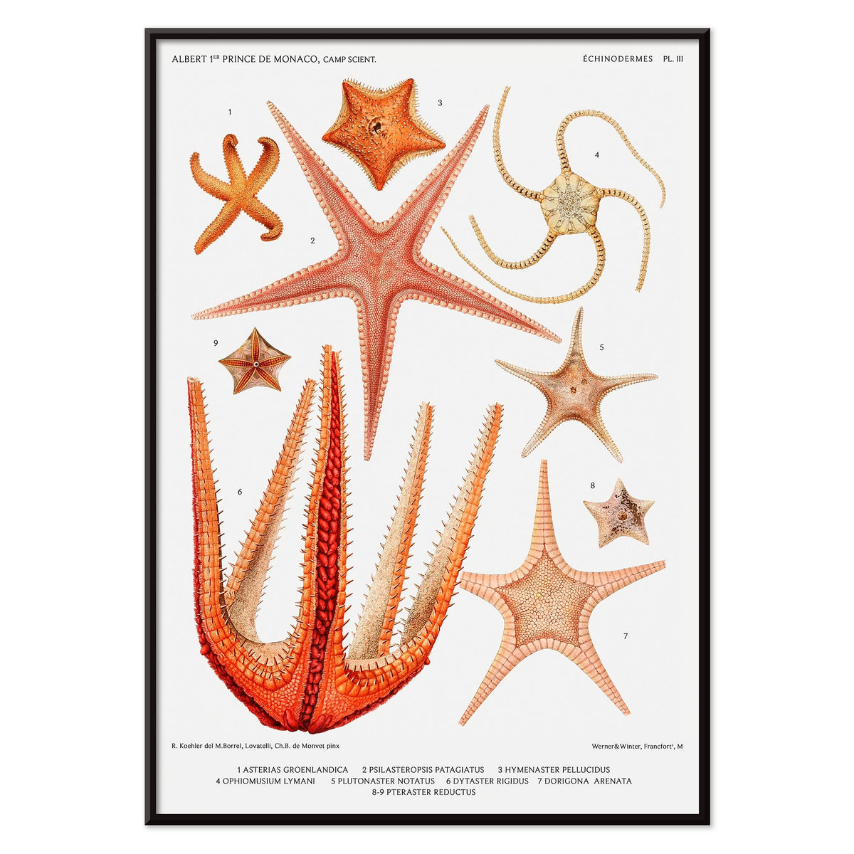 Variétés d'étoiles de mer 3 Canvas Print