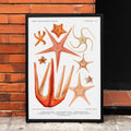 Variétés d'étoiles de mer 3 Canvas Print