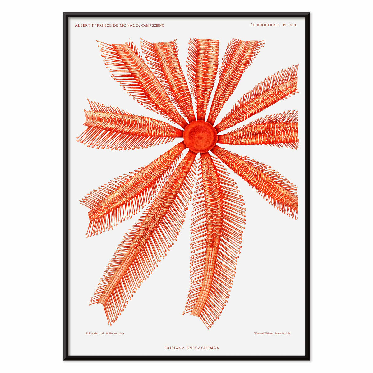 Étoile de mer Brisingidae Canvas Print