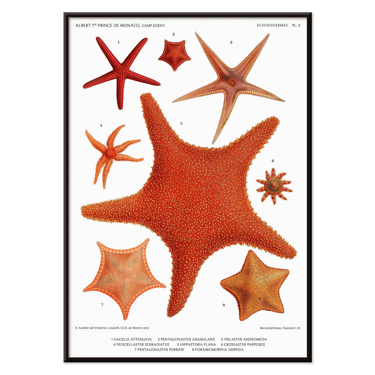 Variétés d'étoiles de mer 2 Canvas Print
