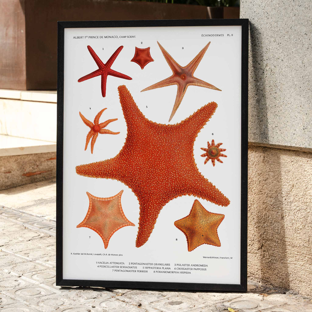 Variétés d'étoiles de mer 2 Canvas Print