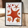 Variétés d'étoiles de mer 2 Canvas Print