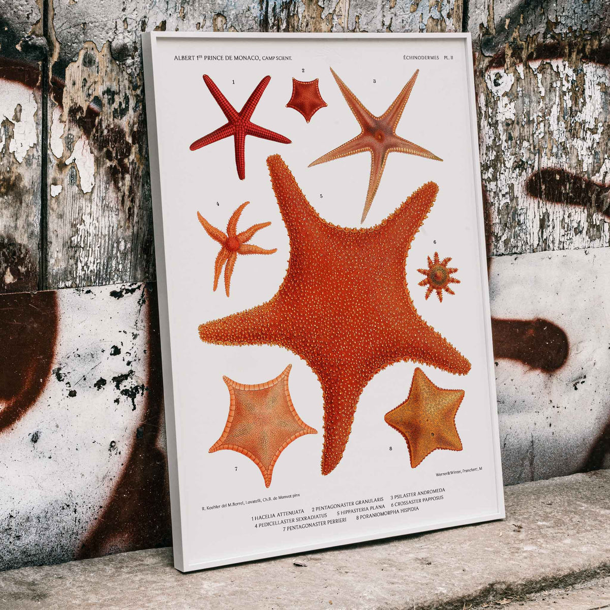 Variétés d'étoiles de mer 2 Canvas Print