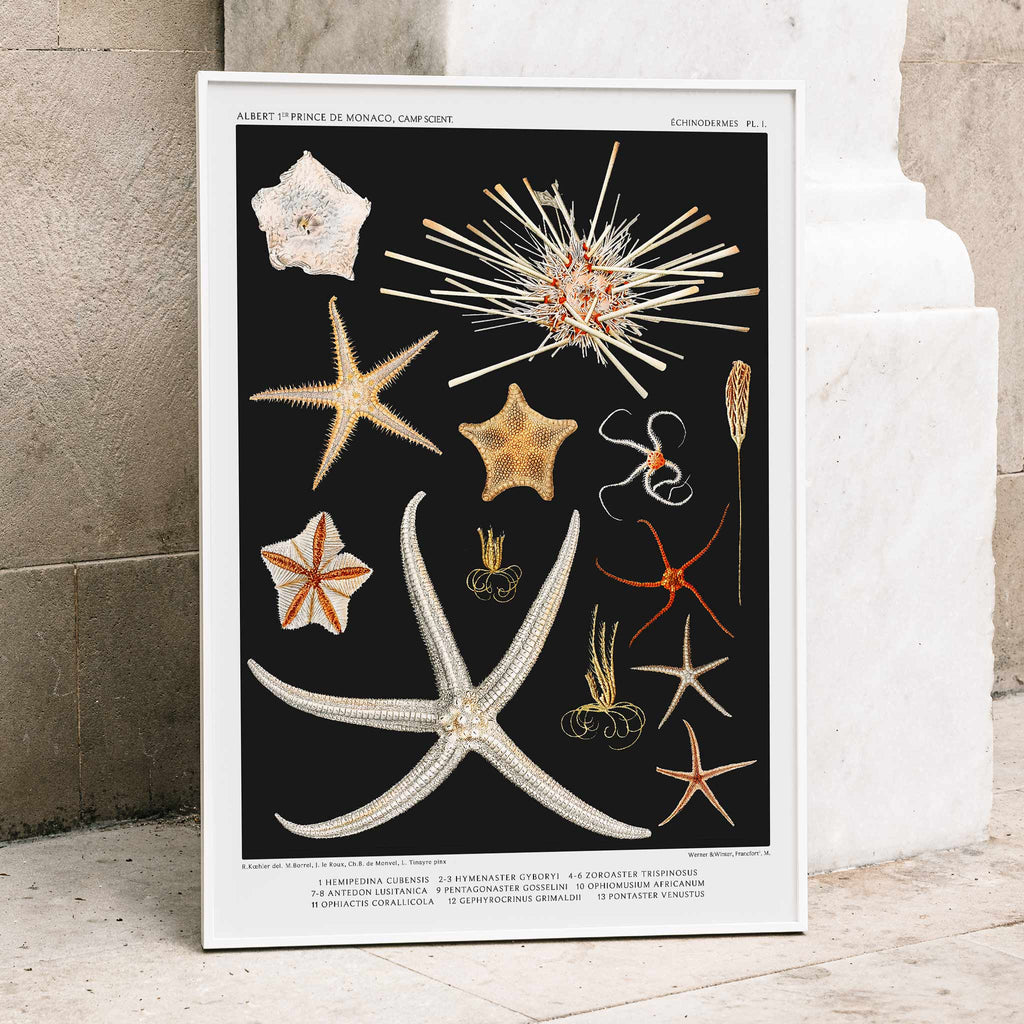 Variétés d'étoiles de mer Canvas Print