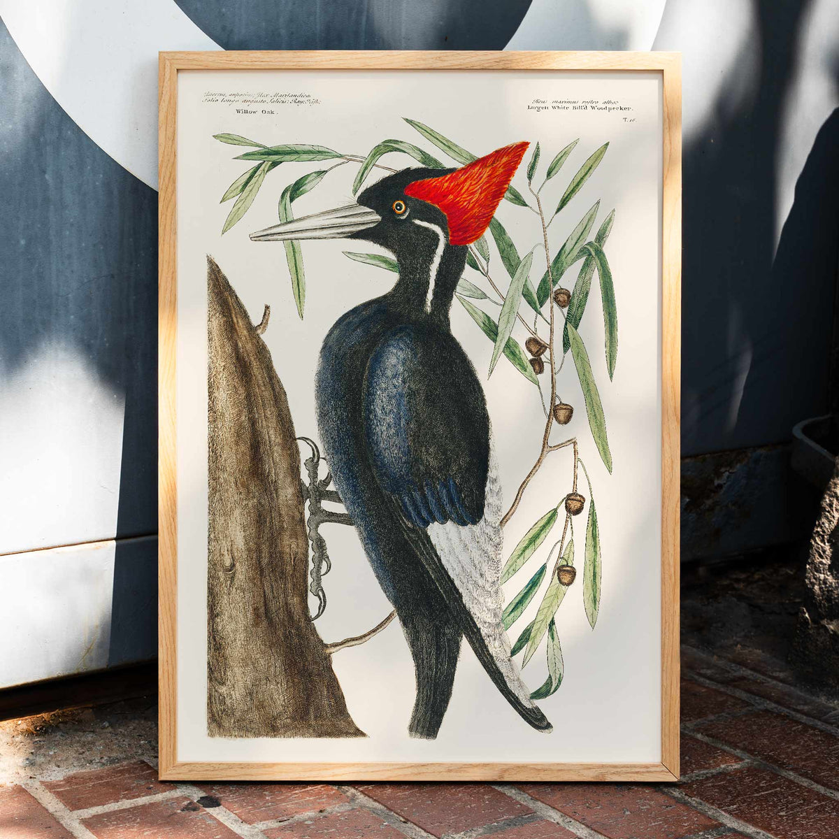 Pic  bec ivoire Poster by Moryarty - Oil Painting canvas print