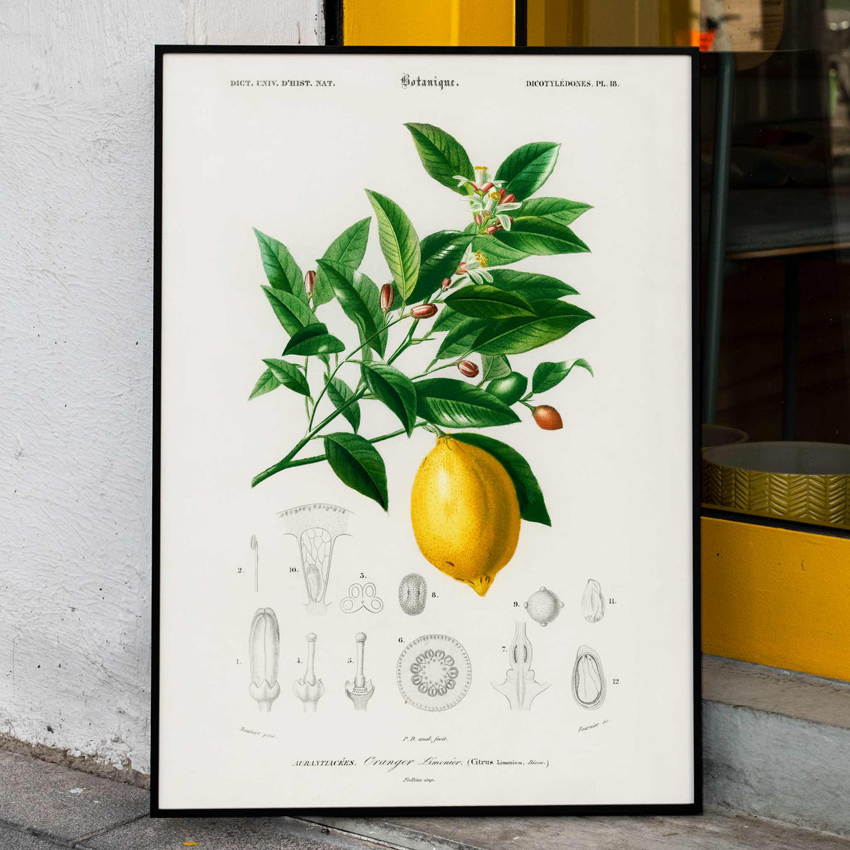 Citrus Limonium Poster by Moryarty - Oil Painting canvas print