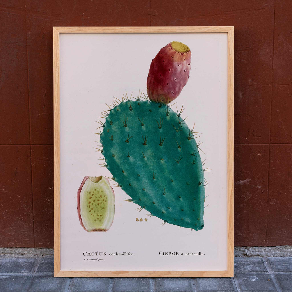 Cactus cochenillifer Canvas Print