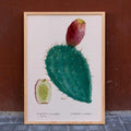 Cactus cochenillifer Canvas Print