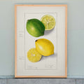Citrons Citrus Limon Poster by Moryarty - Oil Painting canvas print