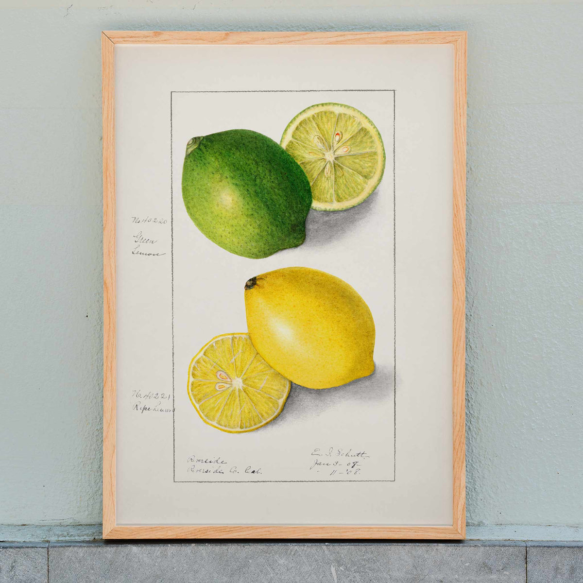 Citrons Citrus Limon Poster by Moryarty - Oil Painting canvas print