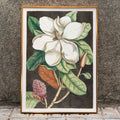 Magnolia altissima Poster by Moryarty - Oil Painting canvas print