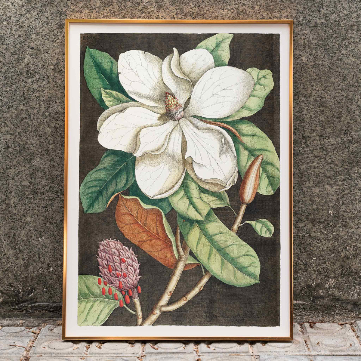 Magnolia altissima Poster by Moryarty - Oil Painting canvas print
