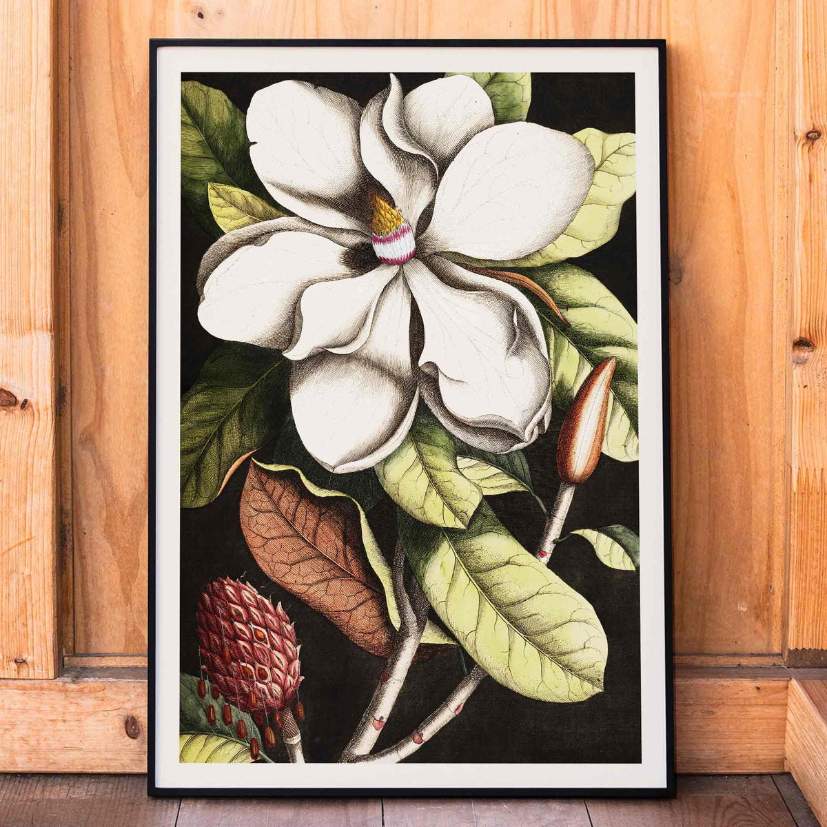 Laurier Canvas Print