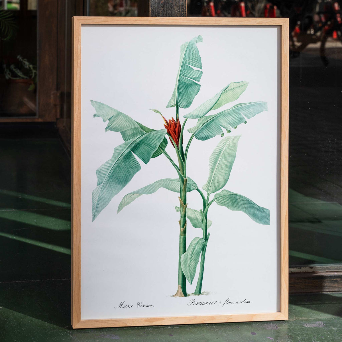 Banane carlate Poster by Moryarty - Oil Painting canvas print