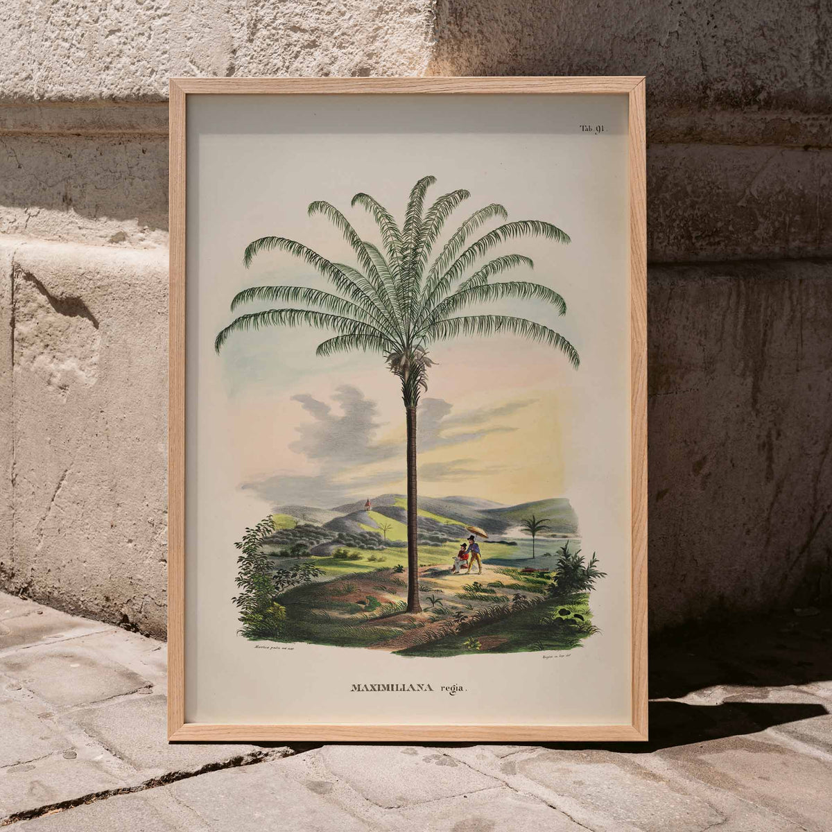 Maximiliana Regia Poster by Moryarty - Oil Painting canvas print