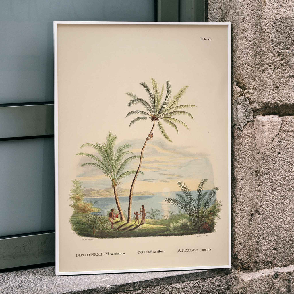 Attalea Compta Canvas Print