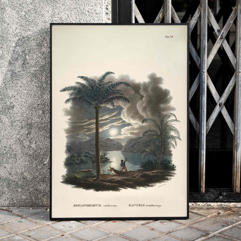 Bactris acanthocarpa Canvas Print