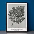 Chrysanthemum parthenium Poster by Moryarty - Oil Painting canvas print