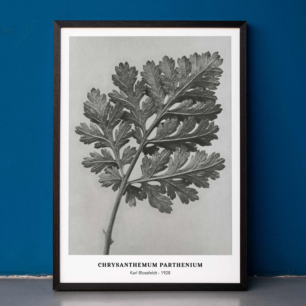 Chrysanthemum parthenium Poster by Moryarty - Oil Painting canvas print