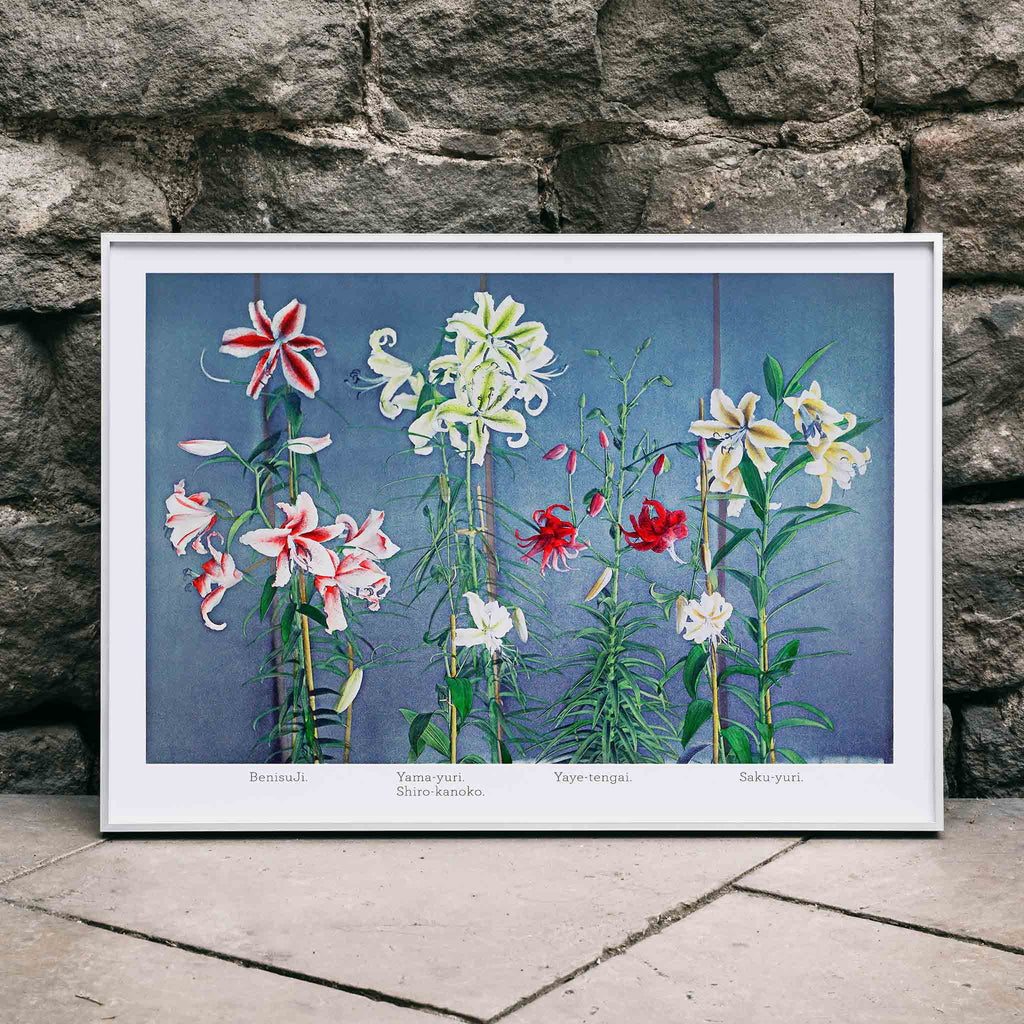Lys Canvas Print
