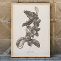 Nèfle Canvas Print