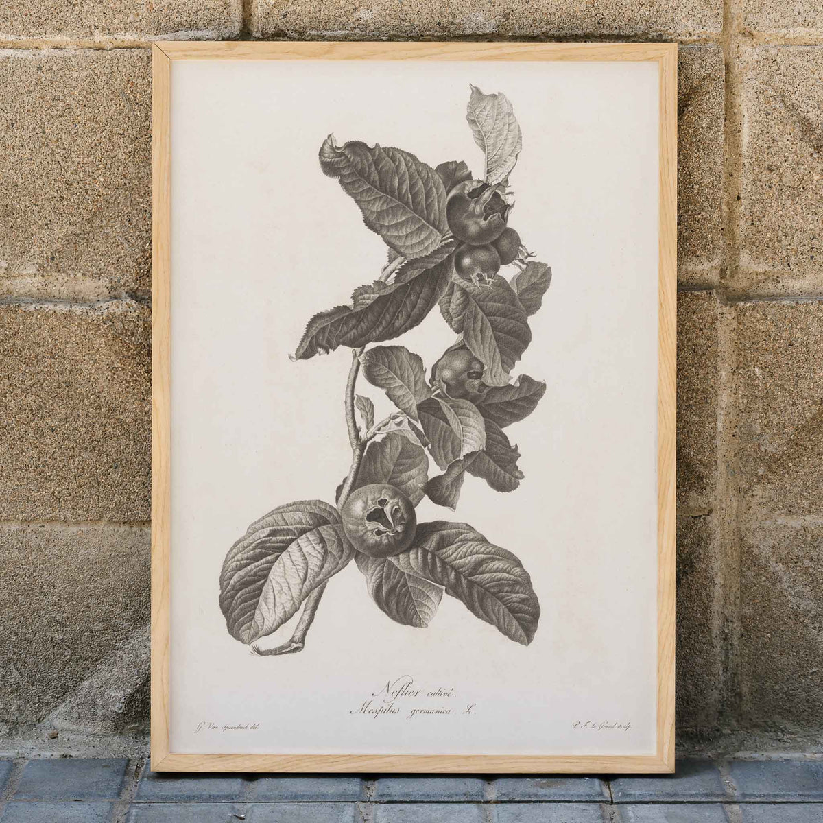 Nèfle Canvas Print