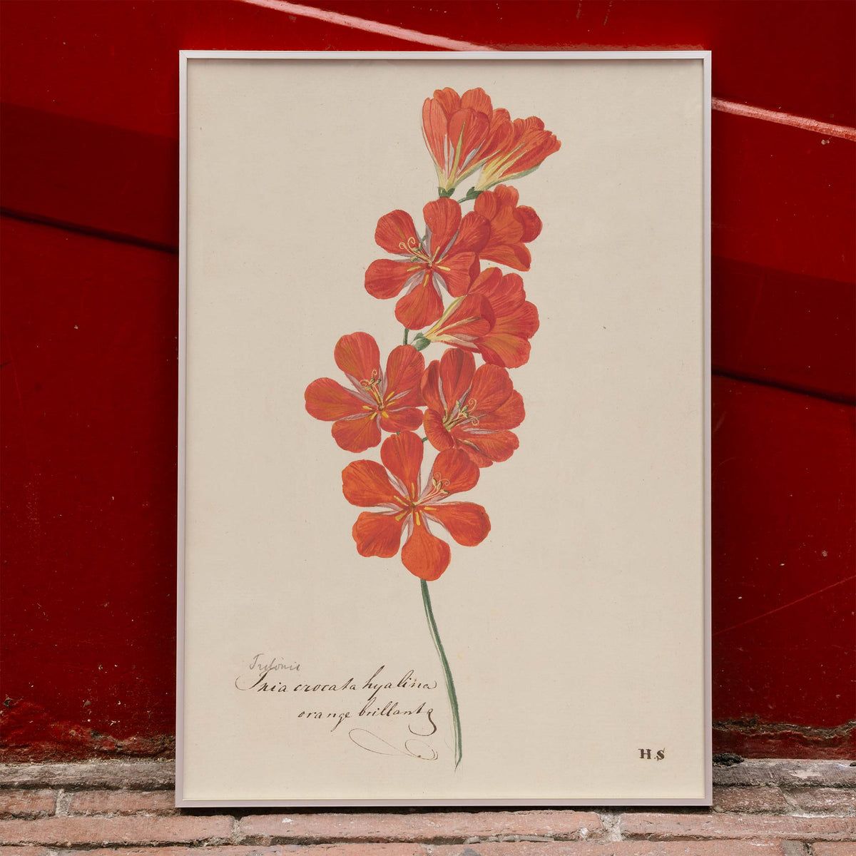 Tritonia crocata Freesia flamme Poster by Moryarty - Oil Painting canvas print