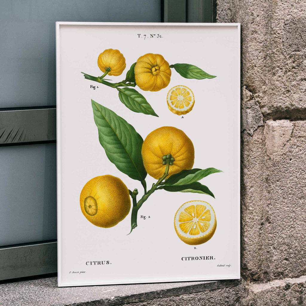 Agrumes Canvas Print