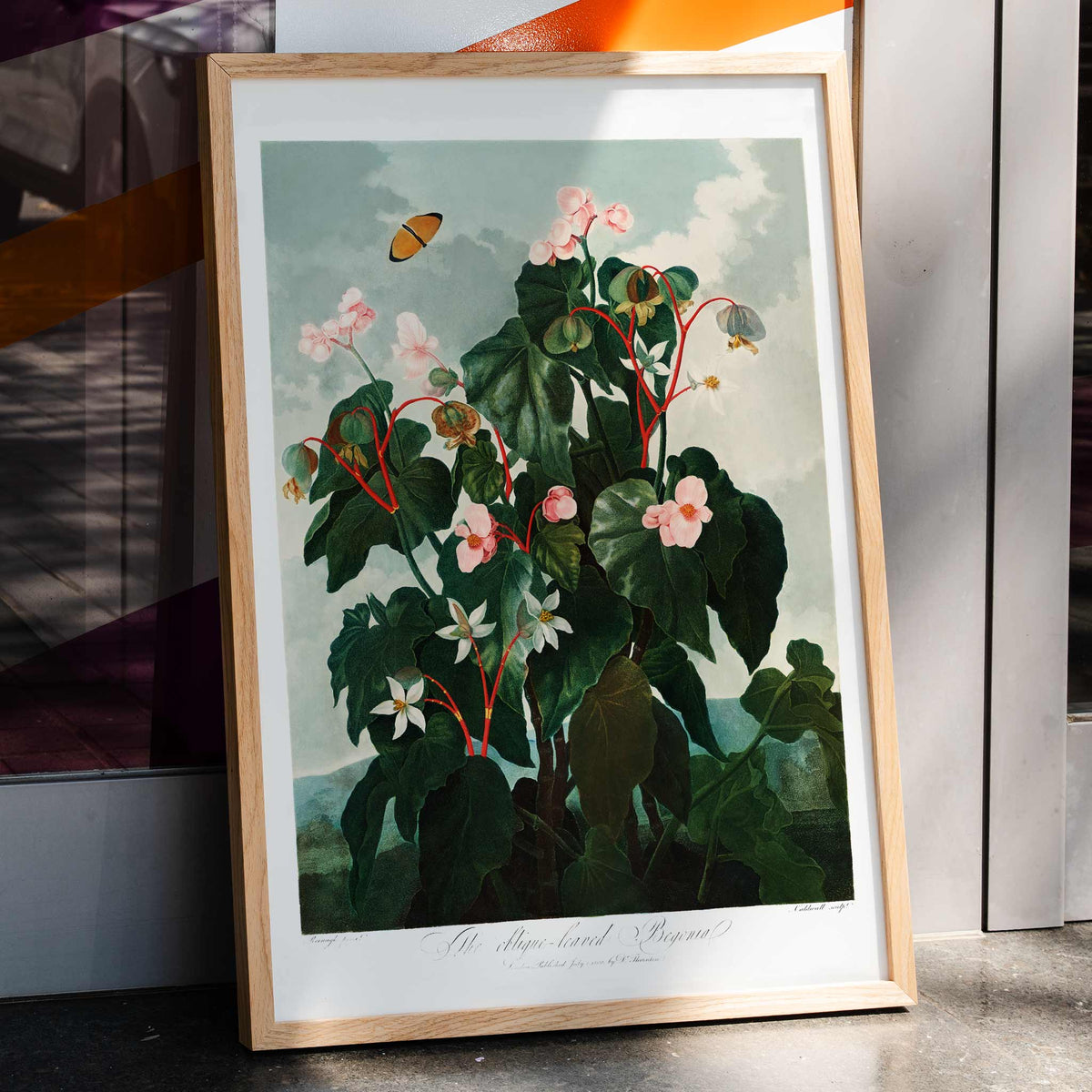 Bégonia à feuilles obliques Canvas Print