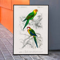 Perruche Canvas Print