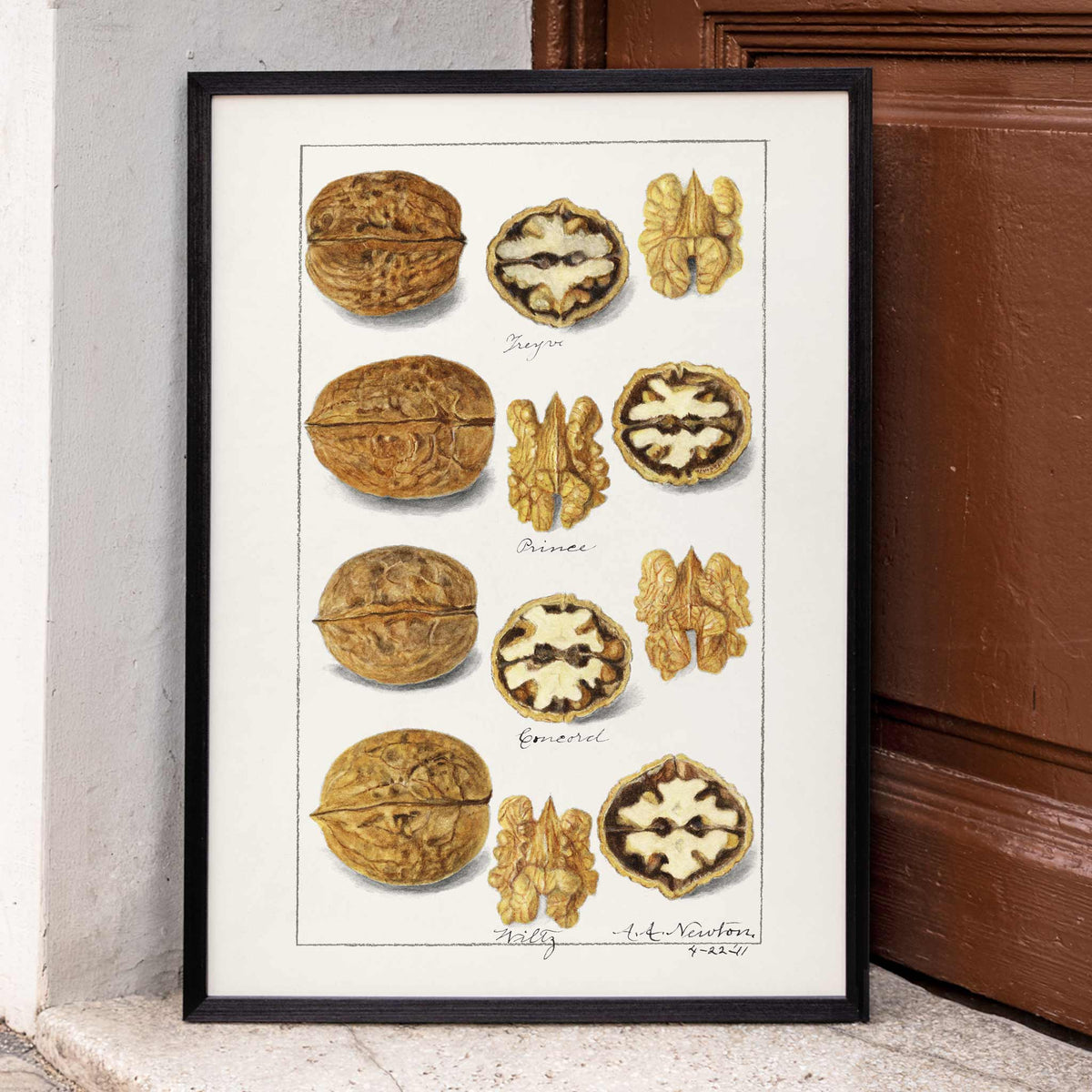 Noix Canvas Print