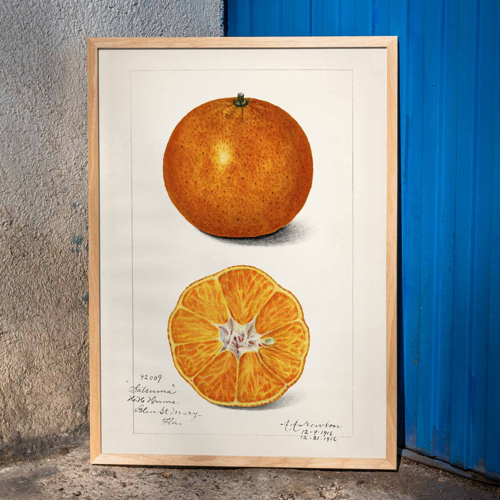 Orange (Citrus sinensis) Canvas Print