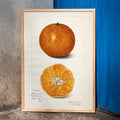 Orange Citrus sinensis Poster by Moryarty - Oil Painting canvas print
