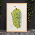 Grappe de raisins verts Poster by Moryarty - Oil Painting canvas print