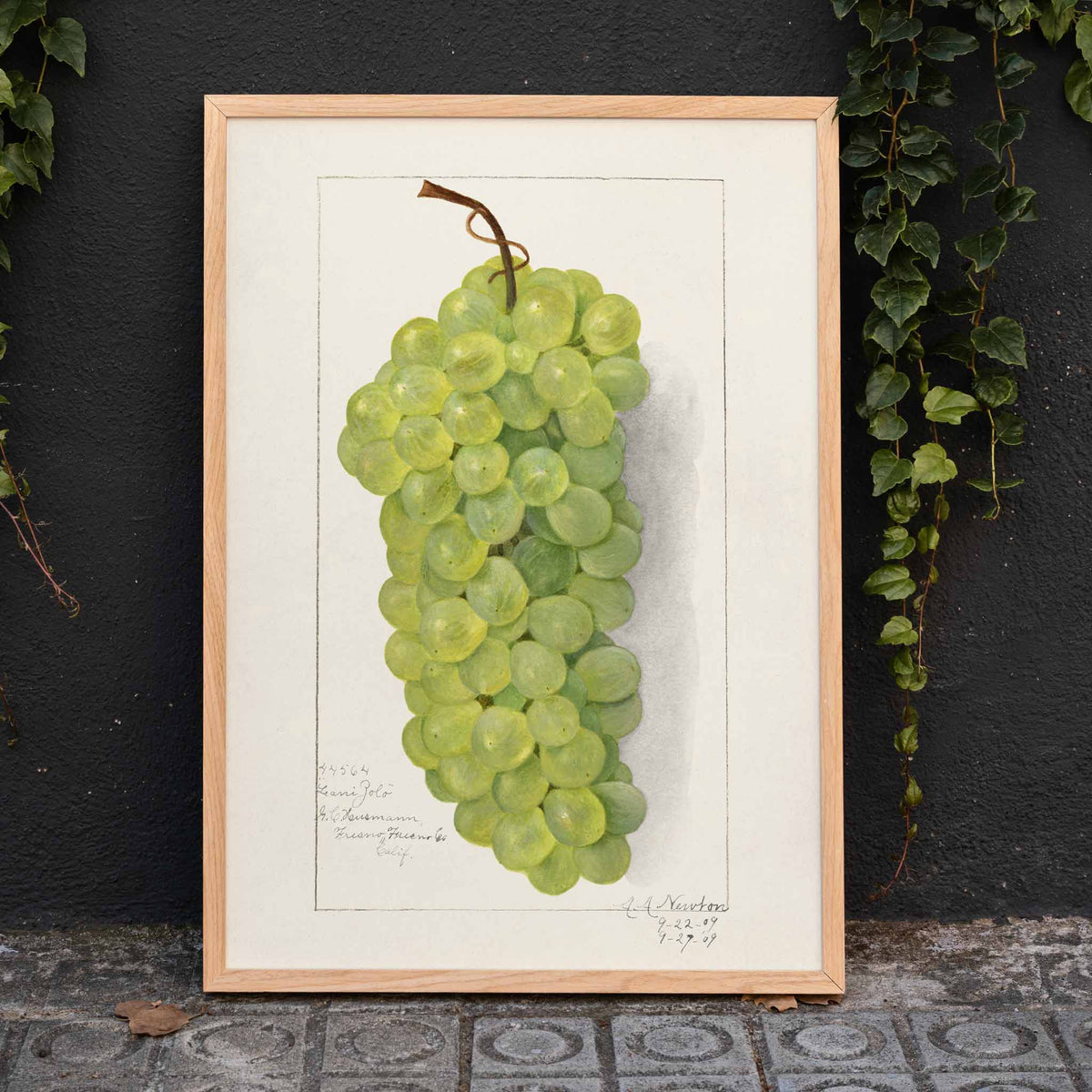 Grappe de raisins verts Poster by Moryarty - Oil Painting canvas print