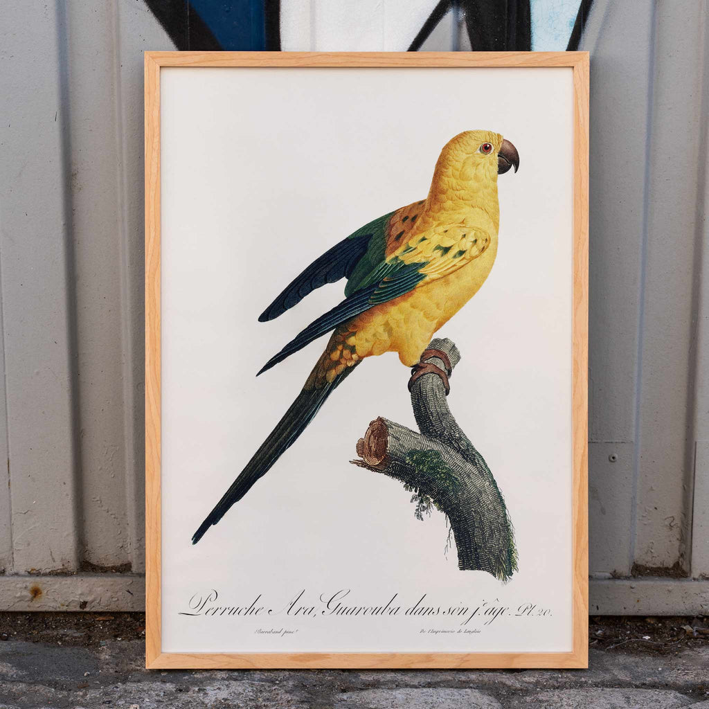 Conure-soleil Canvas Print