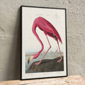 Flamant rose Poster by Moryarty - Oil Painting canvas print