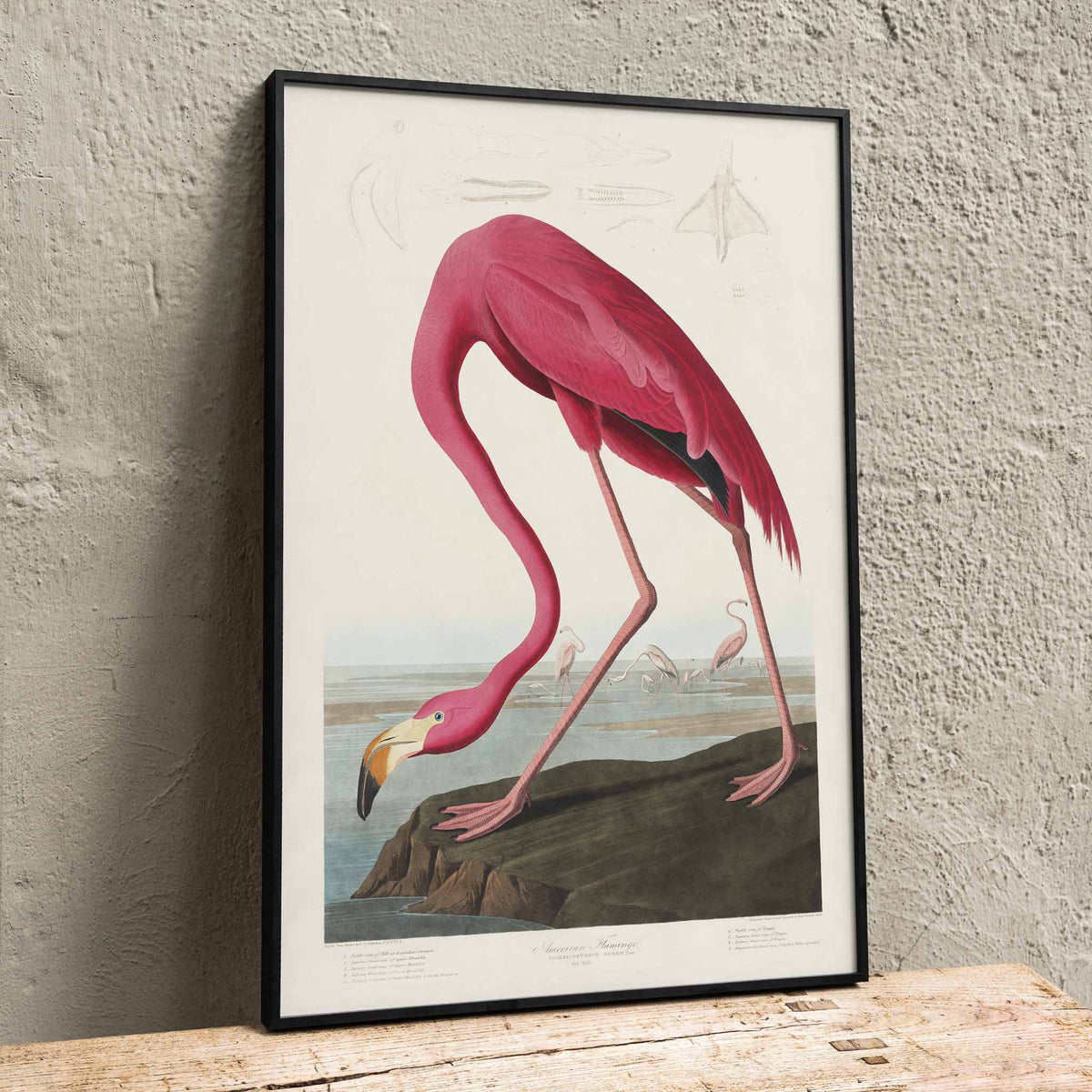 Flamant rose Poster by Moryarty - Oil Painting canvas print