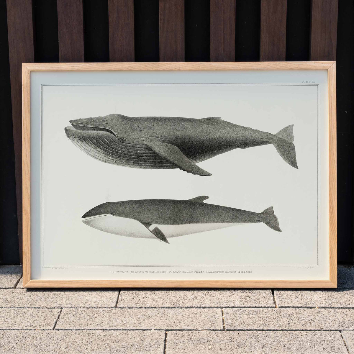 Rorqual  bosse et rorqual de Minke Poster by Moryarty - Oil Painting canvas print