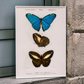 Papillons bleus et bruns Poster by Moryarty - Oil Painting canvas print