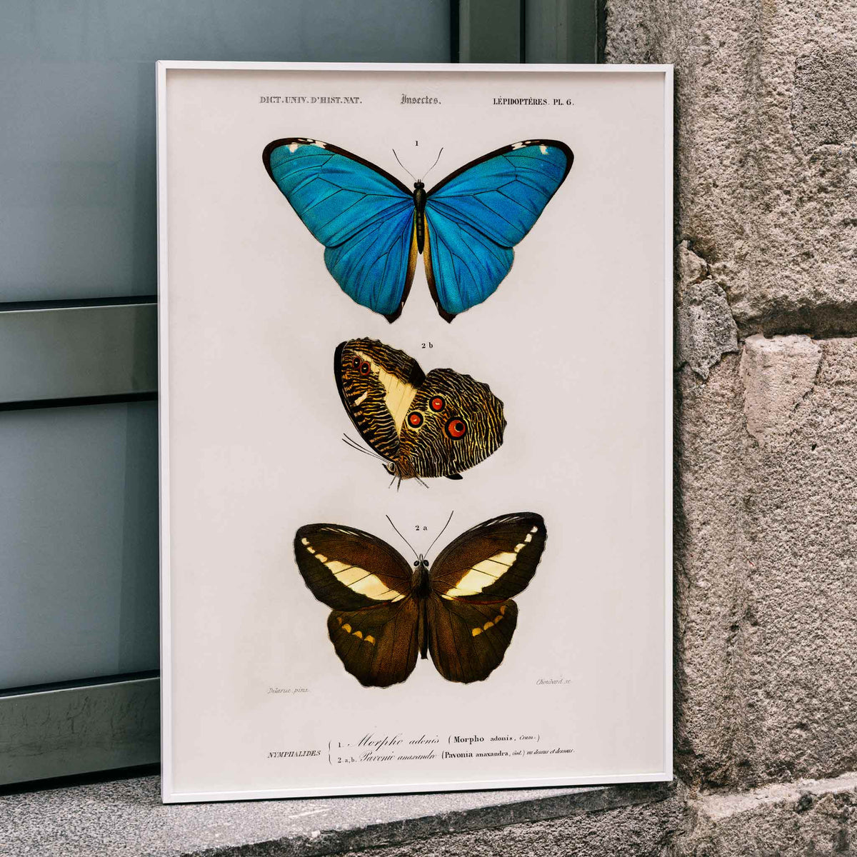 Papillons bleus et bruns Poster by Moryarty - Oil Painting canvas print
