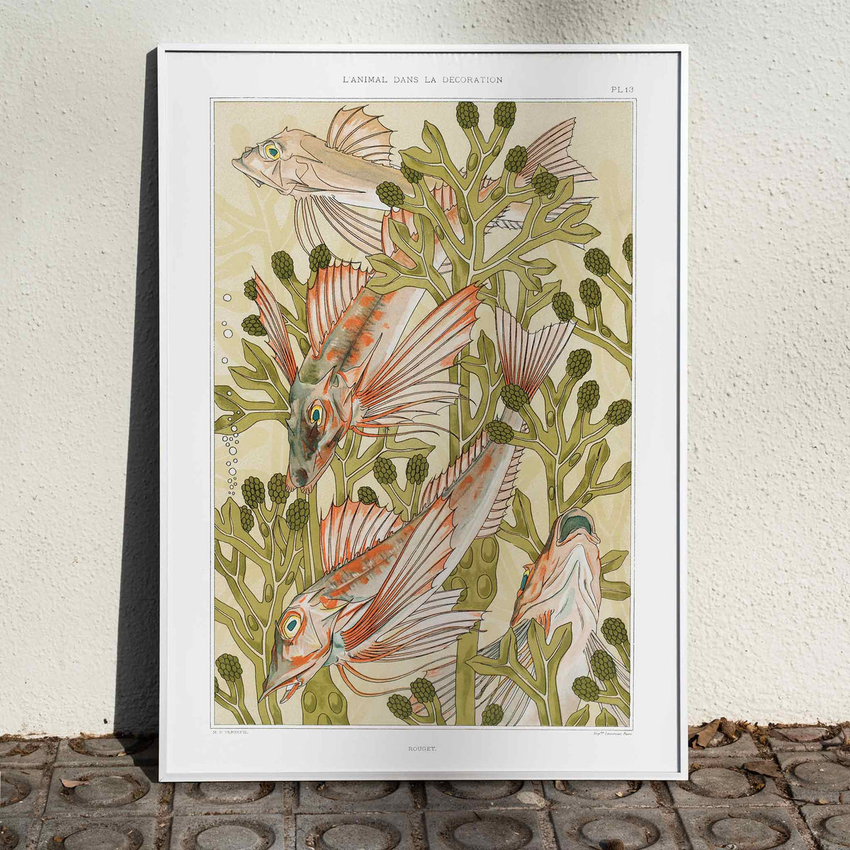 Rouget et algues Canvas Print