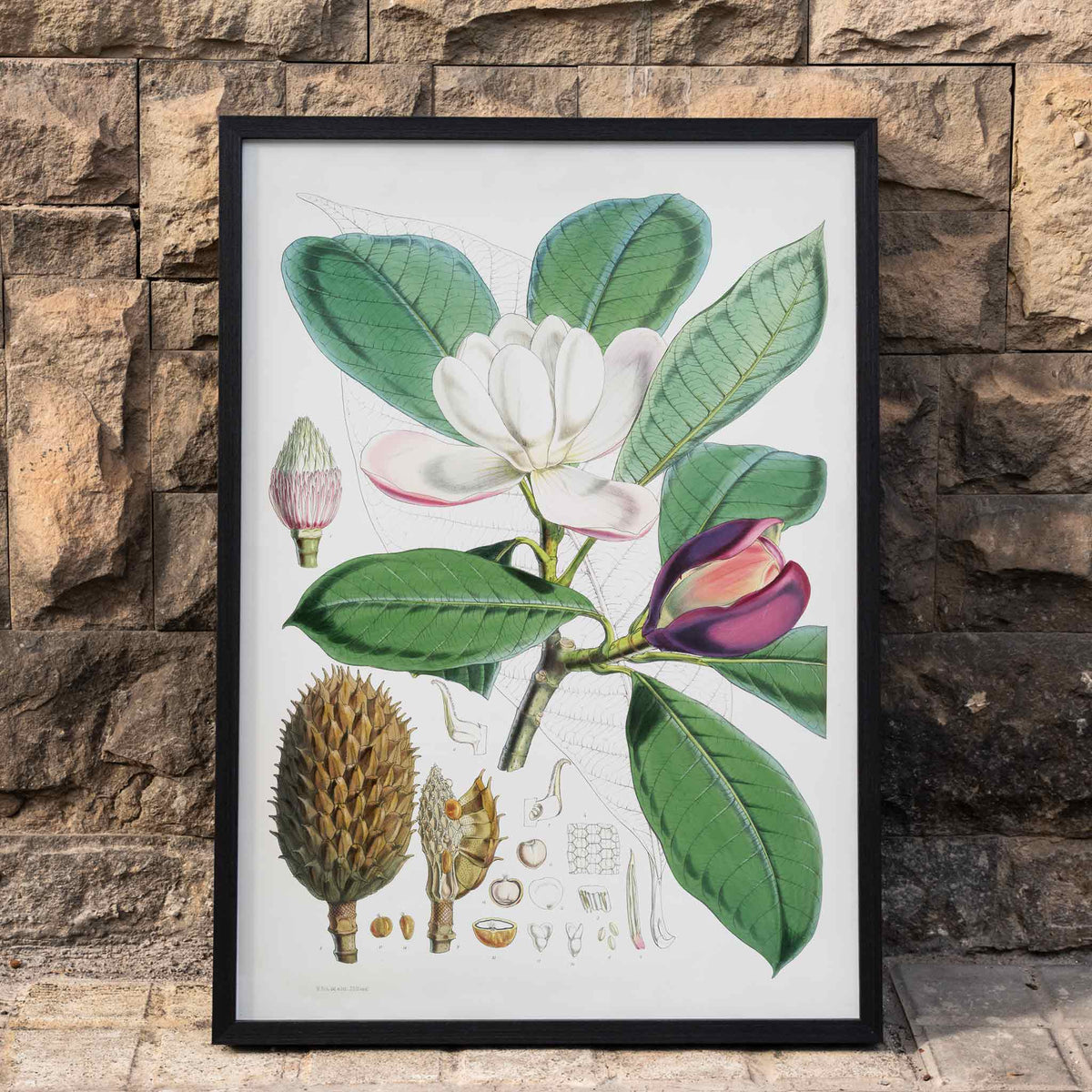 Talauma Hodgsoni Poster by Moryarty - Oil Painting canvas print